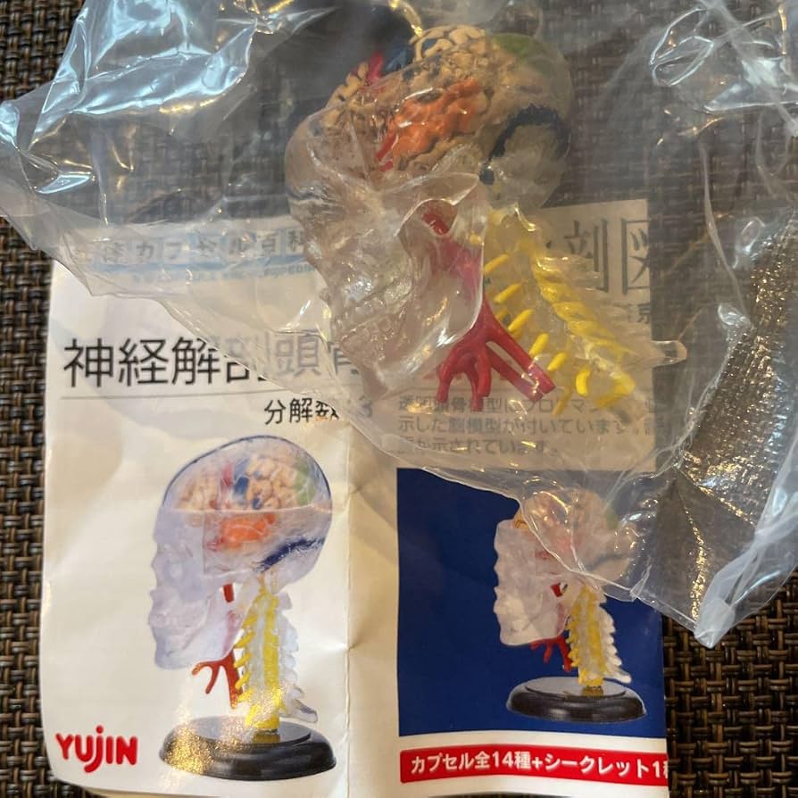 yujin ガチャポン 人体解剖図鑑 神経解剖頭骨 フルコンプ